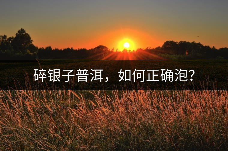 碎銀子普洱，如何正確泡？