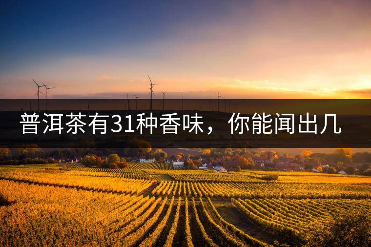 普洱茶有31種香味，你能聞出幾種來?