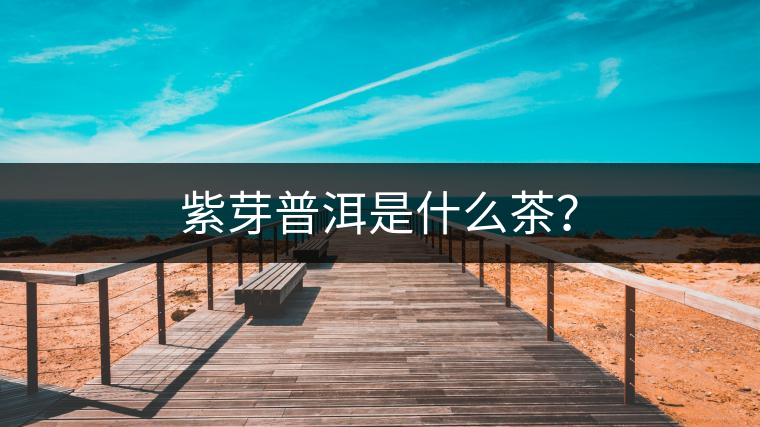 紫芽普洱是什么茶？