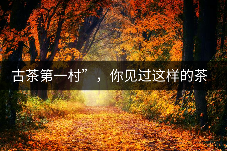 古茶第一村”，你見過這樣的茶樹嗎？