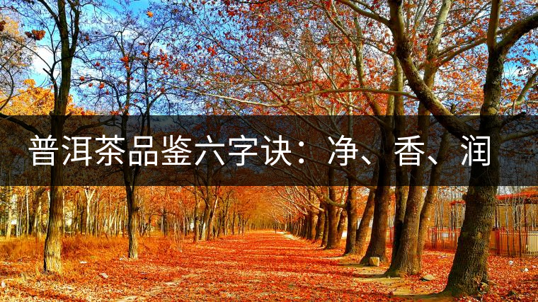 普洱茶品鑒六字訣：凈、香、潤(rùn)、厚、甘、甜，帶你體驗(yàn)普洱的魅力