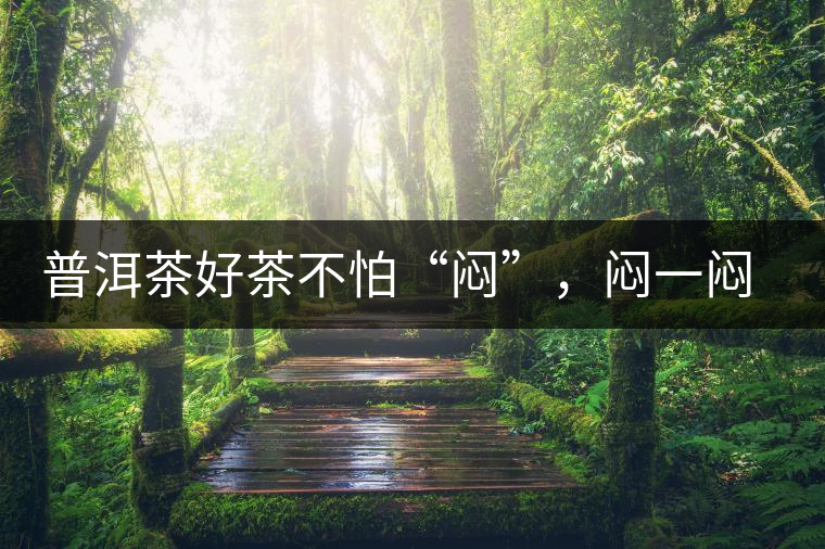 普洱茶好茶不怕“悶”，悶一悶看本味