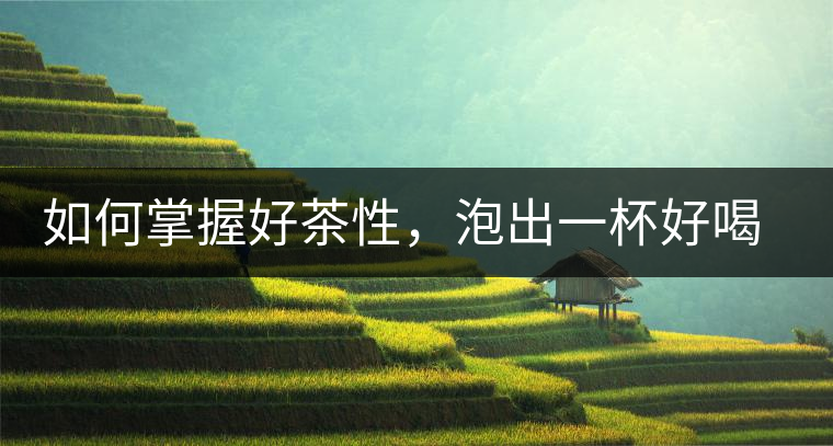 如何掌握好茶性，泡出一杯好喝的普洱熟茶？