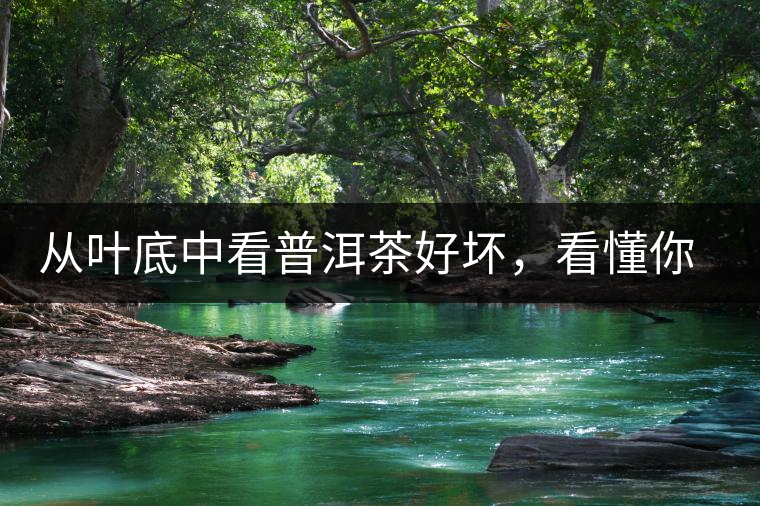 從葉底中看普洱茶好壞，看懂你就是真正的茶界高手！