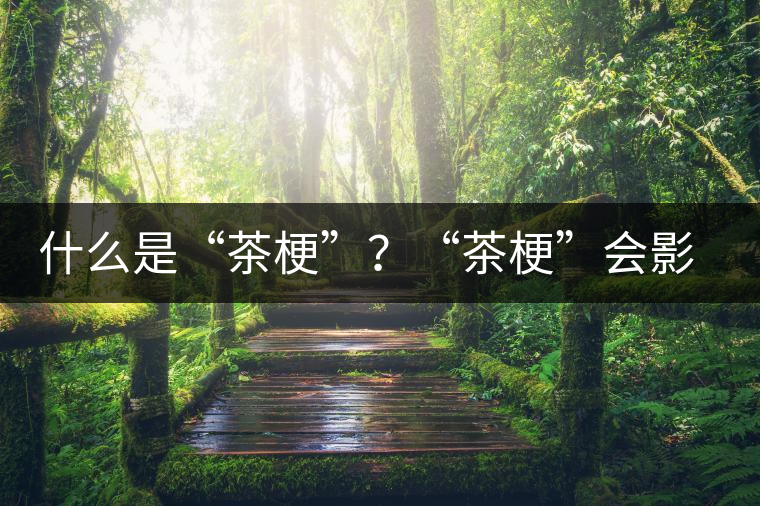 什么是“茶梗”？“茶?！睍?huì)影響普洱茶品質(zhì)？