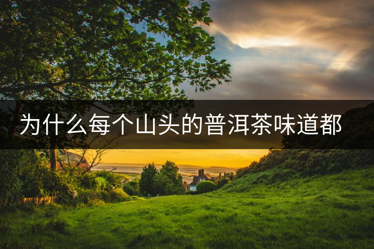 為什么每個(gè)山頭的普洱茶味道都不相同？