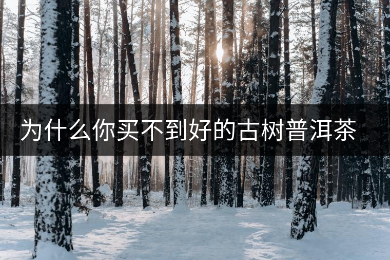 為什么你買不到好的古樹普洱茶？買茶防坑指南，看完就有收獲！