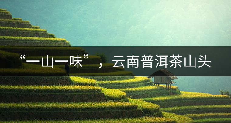 “一山一味”，云南普洱茶山頭茶的真實意義！