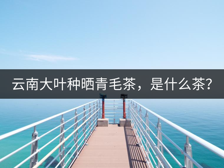 云南大葉種曬青毛茶，是什么茶？