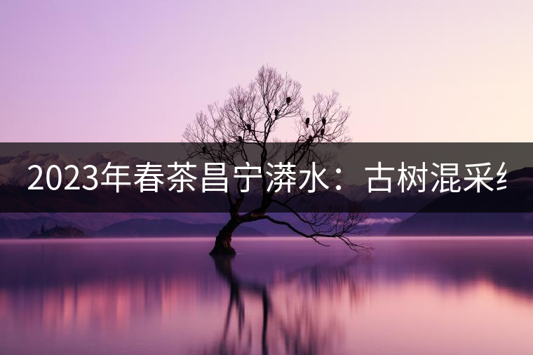 2023年春茶昌寧漭水：古樹混采純料480-600元／公斤，大樹360-420元／公斤，臺(tái)地260-300元／公斤，古樹單株均價(jià)880-1200元／公斤。