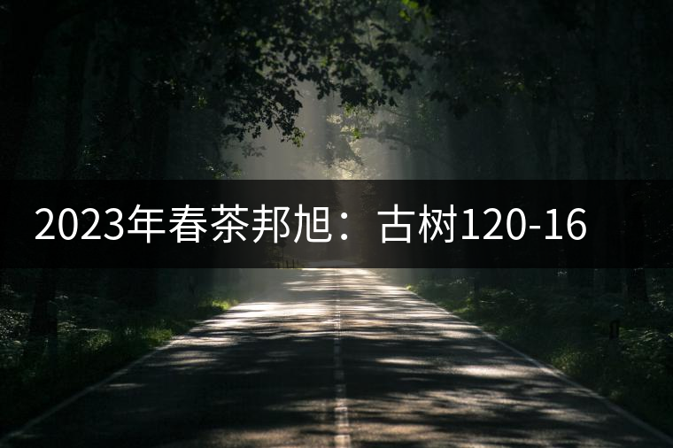 2023年春茶邦旭:古樹120-160元/公斤 2023年春茶邦旭:古樹120-160元/公斤