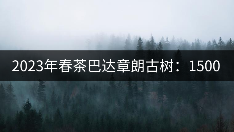 2023年春茶巴達章朗古樹：1500-1600元／公斤，喬木250元／公斤
