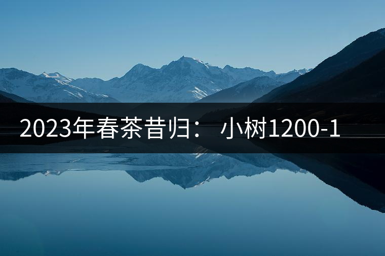 2023年春茶昔歸： 小樹1200-1600元／公斤，大樹4500-5200元／公斤，古樹7500-9000元／公斤.