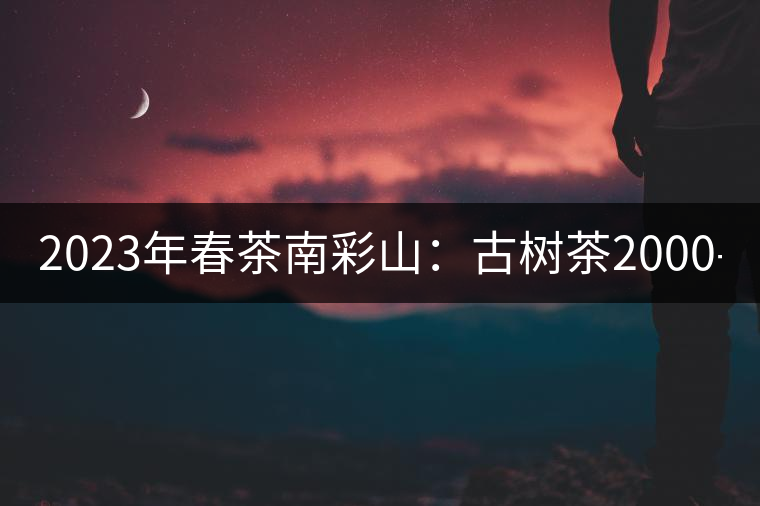2023年春茶南彩山：古樹茶2000-2200元／公斤，大樹混采1200-1500元／公斤。