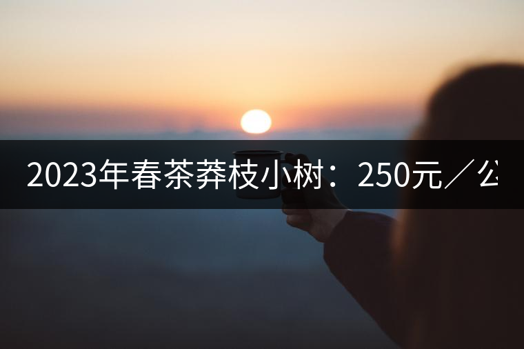 2023年春茶莽枝小樹：250元／公斤， 古樹：1000-1200元／公斤