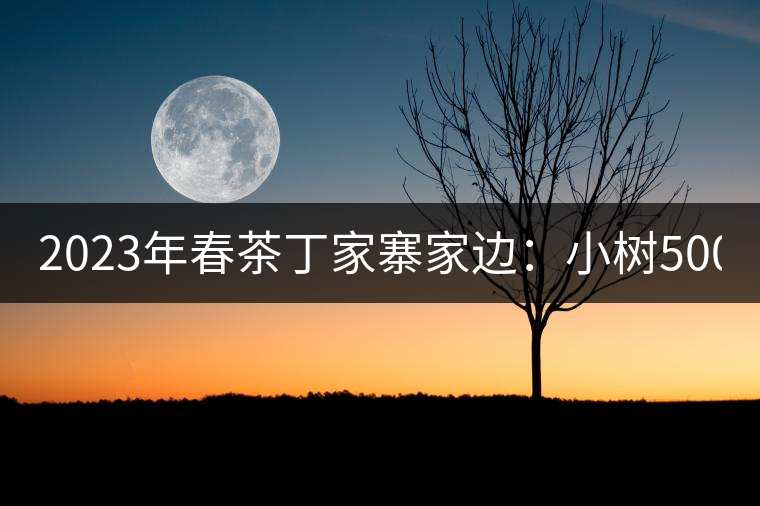 2023年春茶丁家寨家邊：小樹(shù)500元／公斤，古樹(shù)1500-1600元／公斤