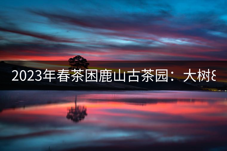 2023年春茶困鹿山古茶園：大樹(shù)8000-12000元／公斤，周邊小樹(shù)200-300元／公斤