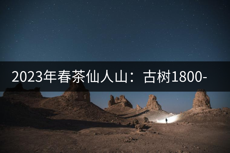2023年春茶仙人山：古樹1800-2500元／公斤，老曼峨：小樹：600元／公斤 1600-1800元／公斤