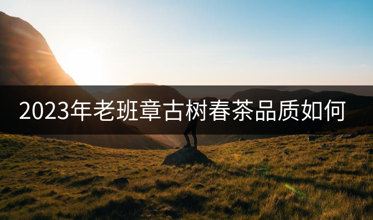 2023年老班章古樹春茶品質(zhì)如何？