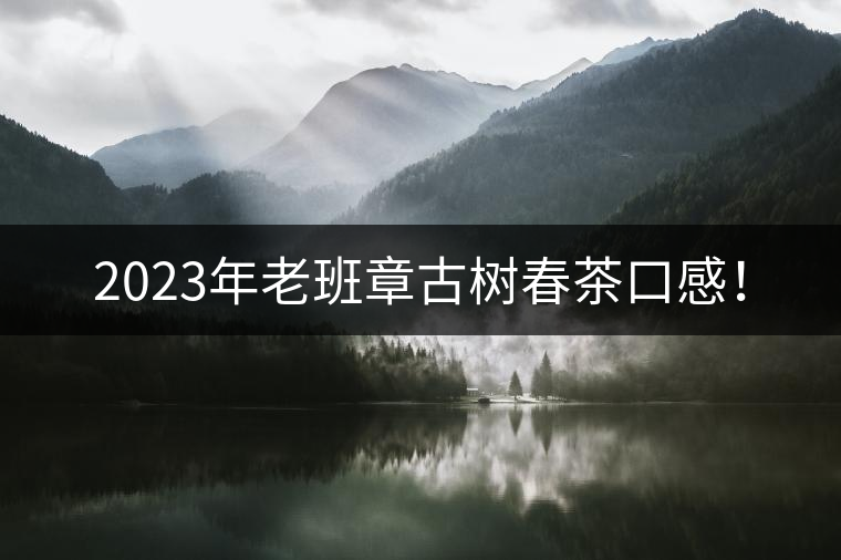 2023年老班章古樹春茶口感！