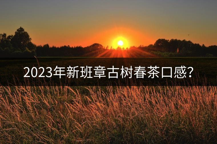 2023年新班章古樹(shù)春茶口感？