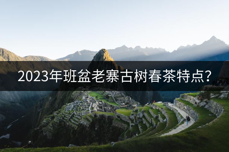 2023年班盆老寨古樹春茶特點(diǎn)？