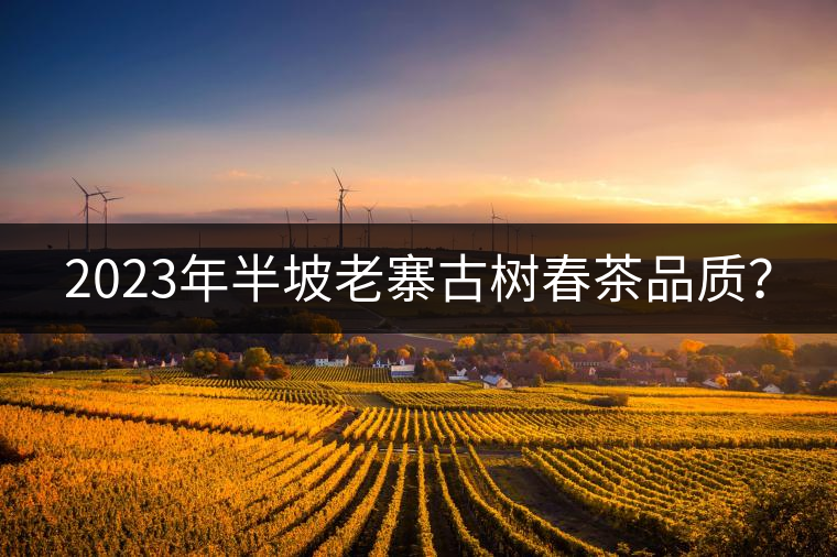 2023年半坡老寨古樹春茶品質(zhì)？