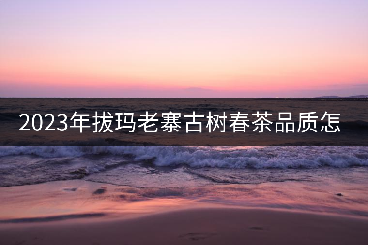 2023年拔瑪老寨古樹(shù)春茶品質(zhì)怎么樣？