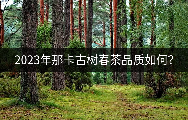 2023年那卡古樹春茶品質(zhì)如何？