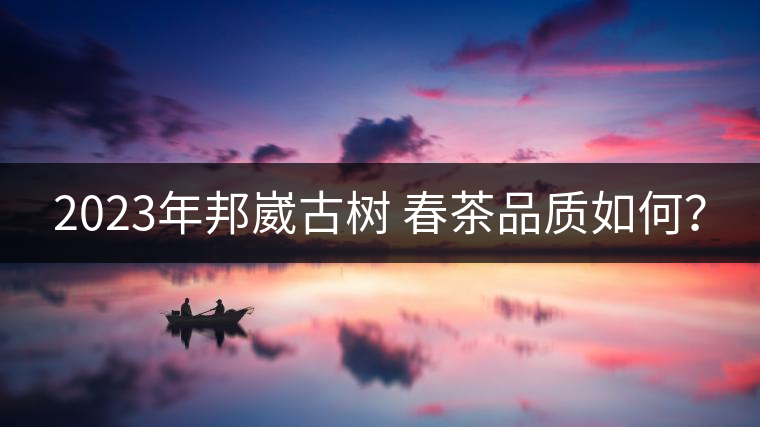 2023年邦崴古樹 春茶品質(zhì)如何？