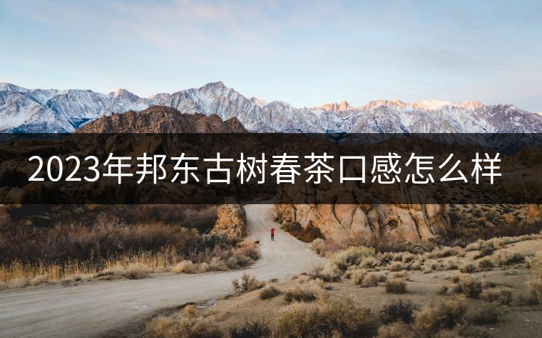 2023年邦東古樹春茶口感怎么樣？