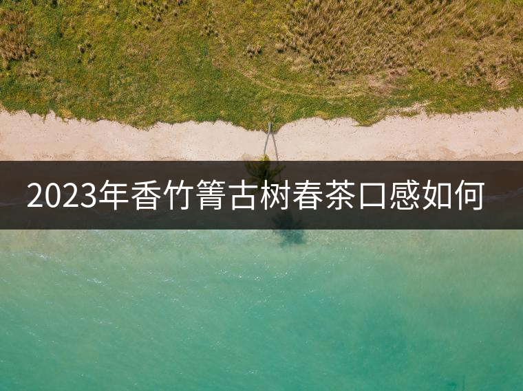 2023年香竹箐古樹春茶口感如何？
