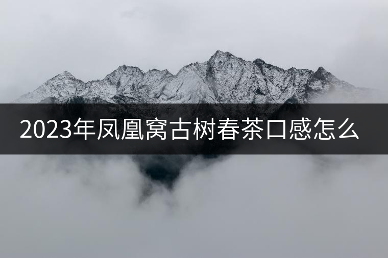2023年鳳凰窩古樹春茶口感怎么樣？