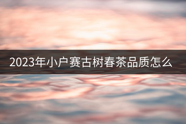 2023年小戶賽古樹春茶品質(zhì)怎么樣？