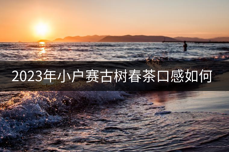 2023年小戶賽古樹春茶口感如何？