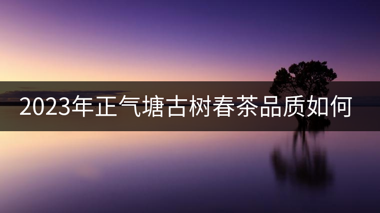 2023年正氣塘古樹春茶品質(zhì)如何？