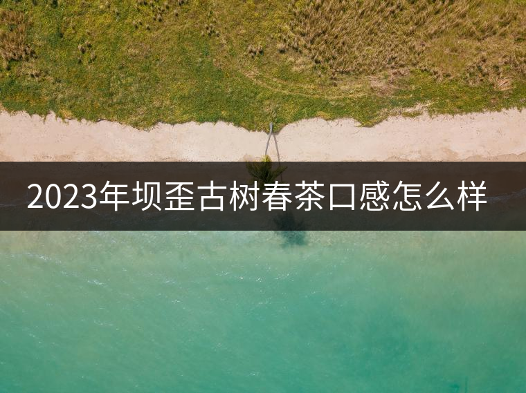 2023年壩歪古樹(shù)春茶口感怎么樣？