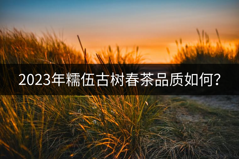 2023年糯伍古樹春茶品質(zhì)如何？