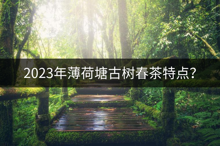 2023年薄荷塘古樹春茶特點(diǎn)？