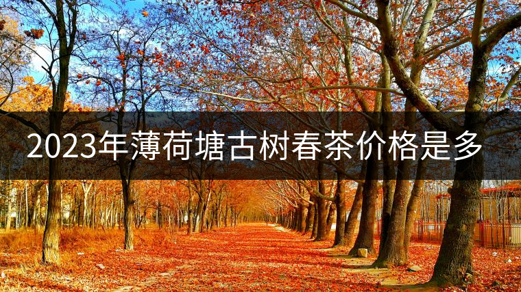 2023年薄荷塘古樹春茶價格是多少？