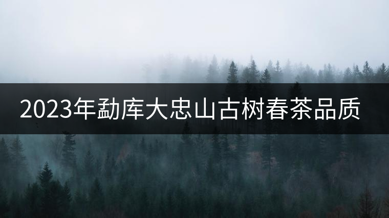 2023年勐庫大忠山古樹春茶品質(zhì)怎么樣？