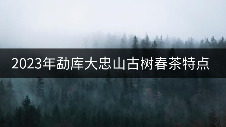 2023年勐庫大忠山古樹春茶特點? 2023年勐庫大忠山古樹春茶特點?