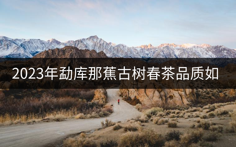 2023年勐庫那蕉古樹春茶品質如何？