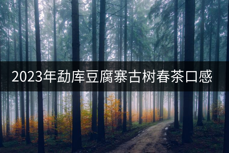 2023年勐庫豆腐寨古樹春茶口感怎么樣？