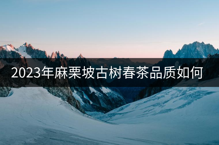 2023年麻栗坡古樹春茶品質(zhì)如何？