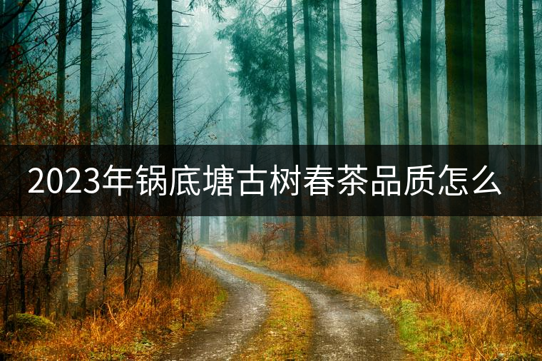 2023年鍋底塘古樹春茶品質(zhì)怎么樣？