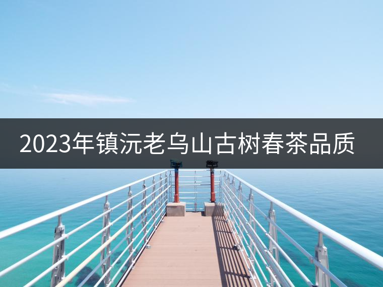 2023年鎮(zhèn)沅老烏山古樹春茶品質(zhì)如何？