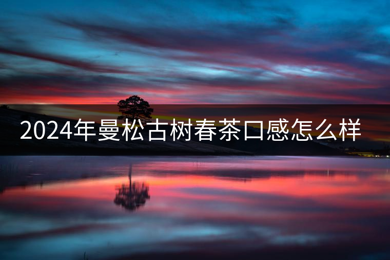 2024年曼松古樹春茶口感怎么樣？