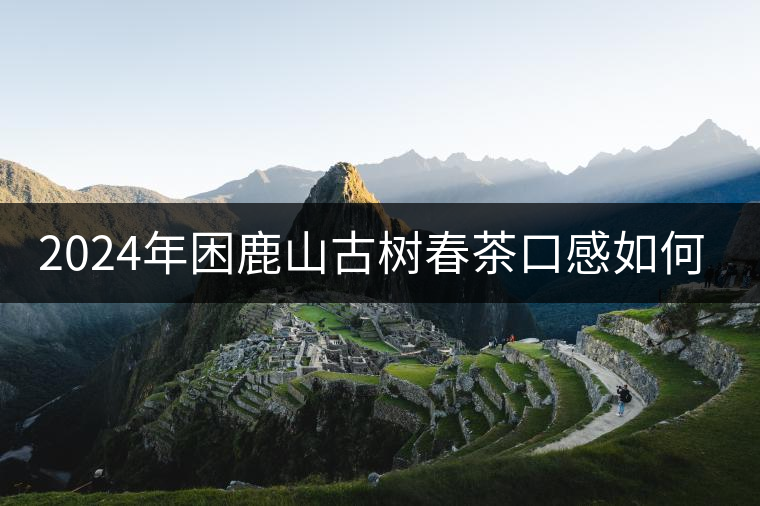 2024年困鹿山古樹(shù)春茶口感如何？