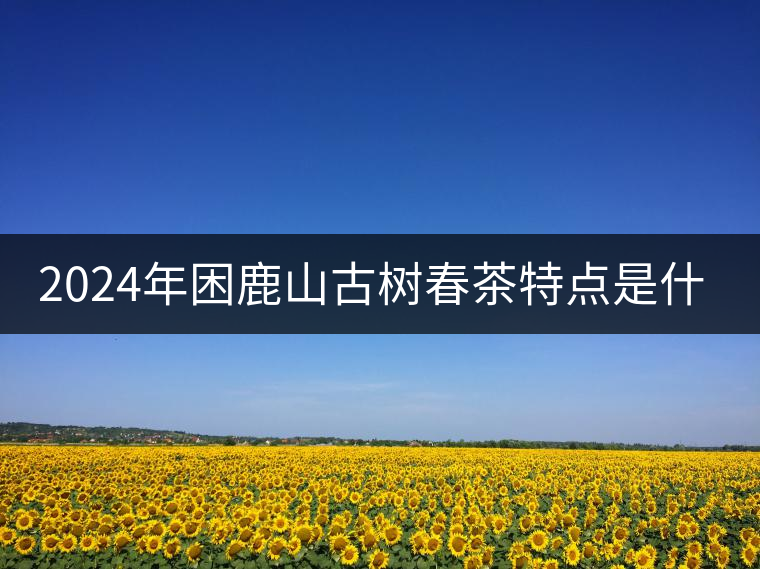 2024年困鹿山古樹(shù)春茶特點(diǎn)是什么？